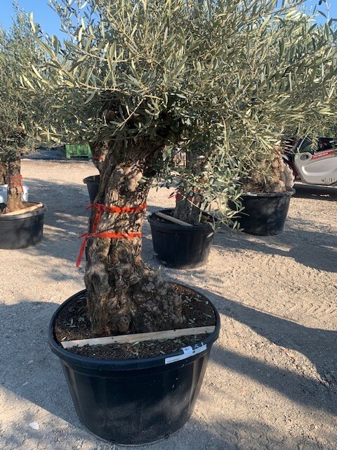 Ulivo Olivo SECOLARE Bonsai vaso tronco ampio