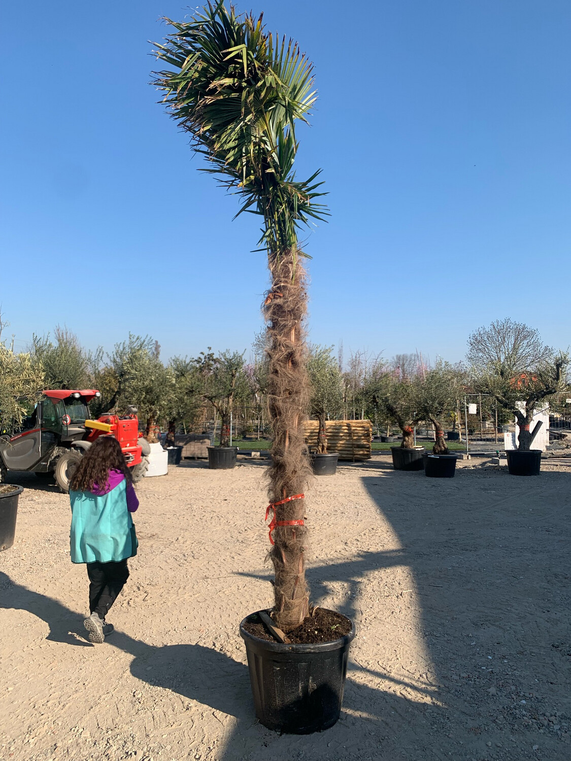 Palma resistente al gelo Trachycarpus Fortunei tronco h 350/400