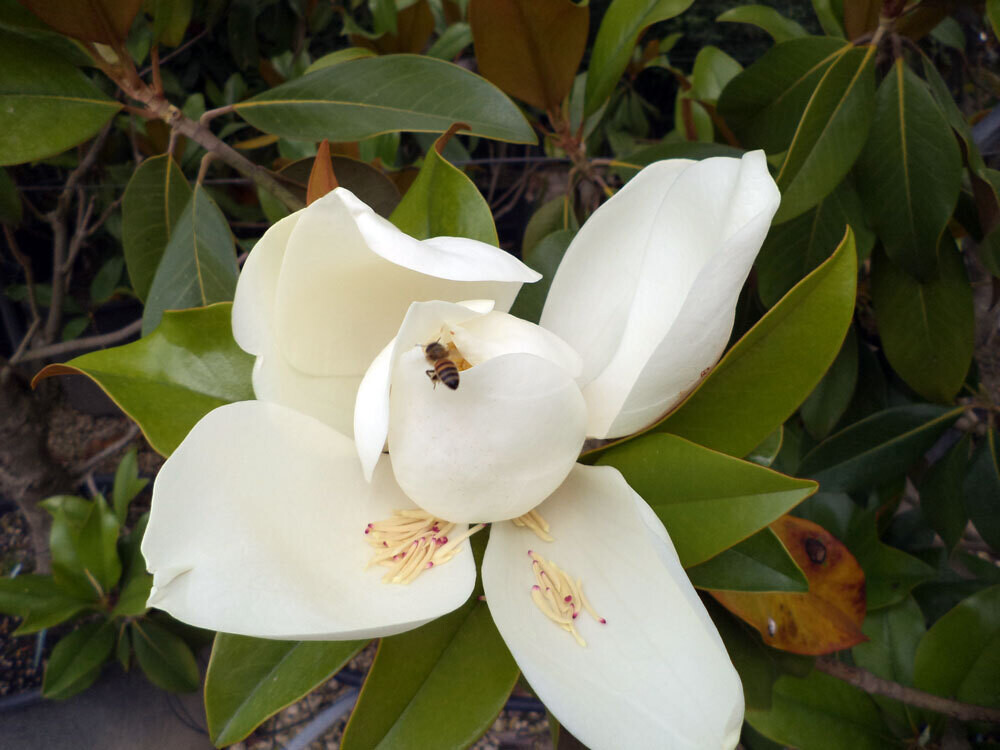 Magnolia Grandiflora 'Gallisoniensis' Cespuglio - vaso Ø40 cm, h 180-200  cmfuori vaso
