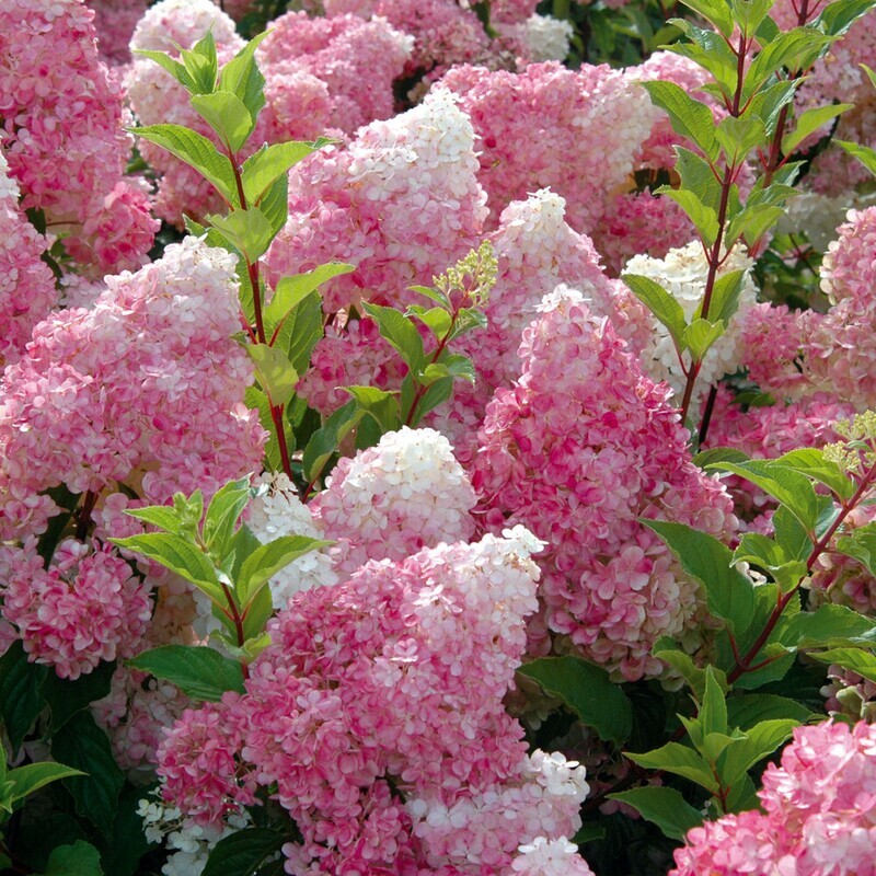 Ortensia Paniculata Vaniglia Fragola, Hydrangea paniculata &#39;Vanille Fraise&#39; - vaso Ø17 cm
