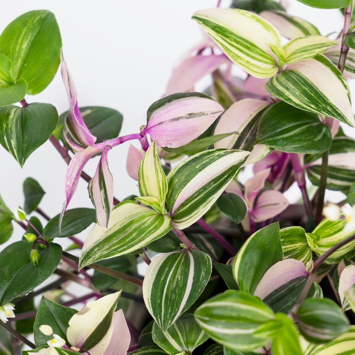 Tradescantia quadricolor, Erba miseria, Tradescanzia - basket Ø17 cm