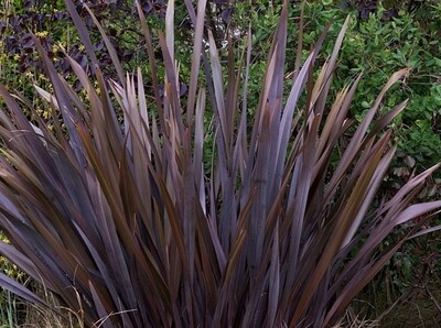 Phormium Tenax Rubra Nana, Lino della Nuova Zelanda - vaso Ø14 cm