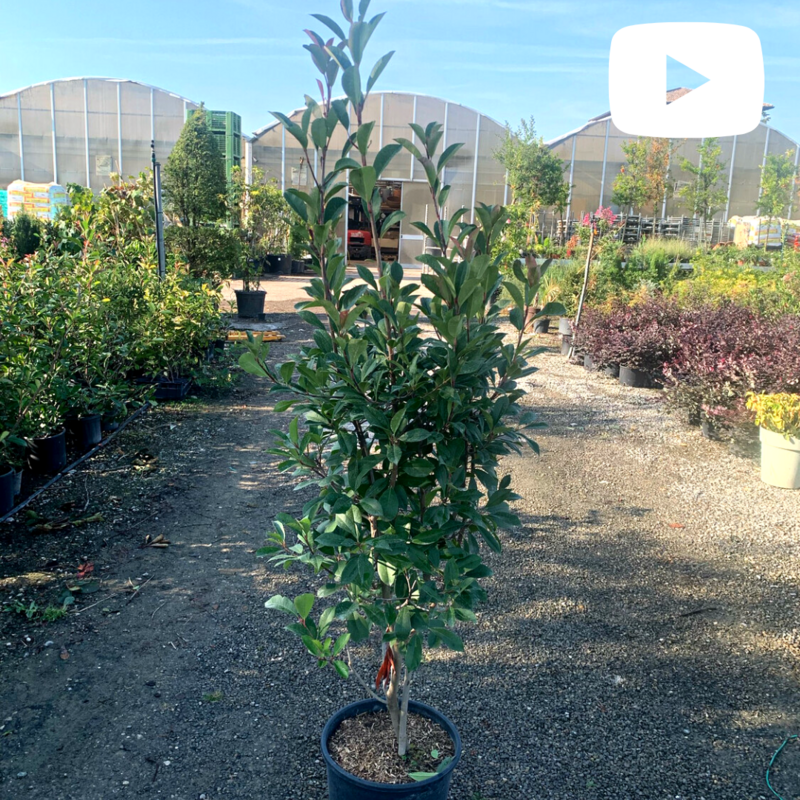Photinia Red Robin, Photinia x fraseri, Fotinia - vaso Ø35 cm, h 180-200 cm