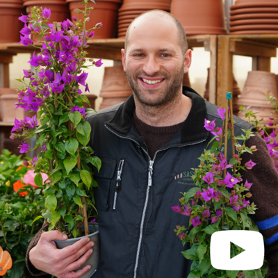 Bougainvillea sanderiana, Bouganville, Buganville - vaso Ø17 cm, Piramide h 70 cm