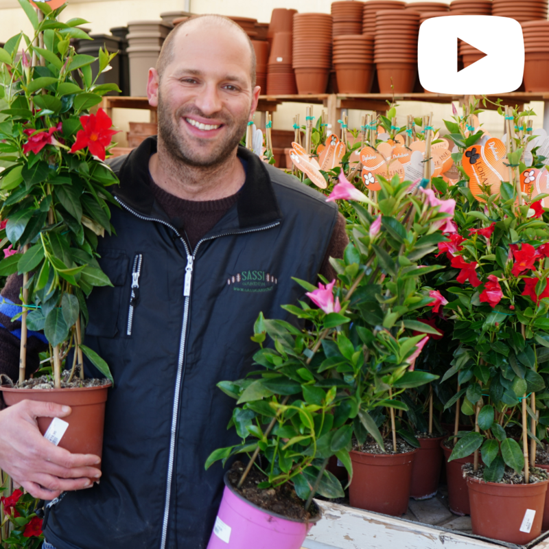 Dipladenia, Mandevilla sanderi - vaso Ø19 cm, h 80
