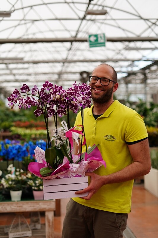 Phalaenopsis cassetta legno
