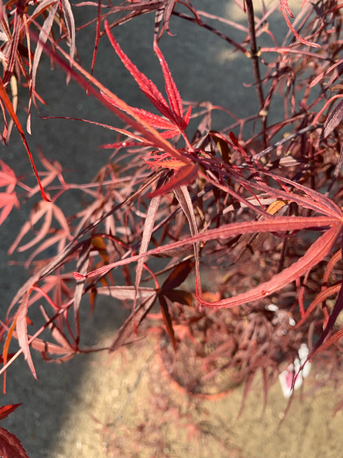 Acer palmatum 'Shaina', Acero Giapponese Rosso Palmato - vaso Ø 25cm H 120cm