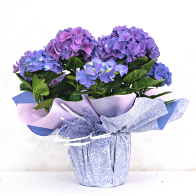 Hydrangea macrophylla, Ortensia, Fiorita forzata in serra, Confezione regalo