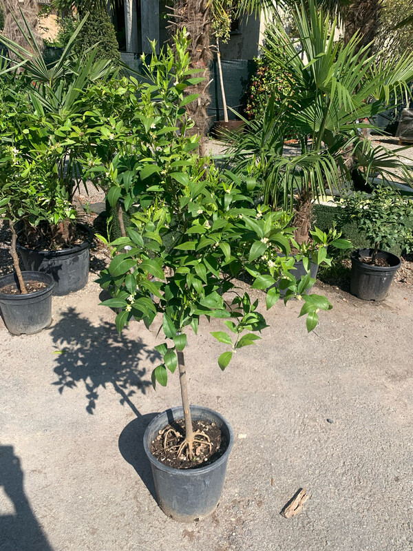 Citrus clementina, Clementina - vaso Ø20 cm