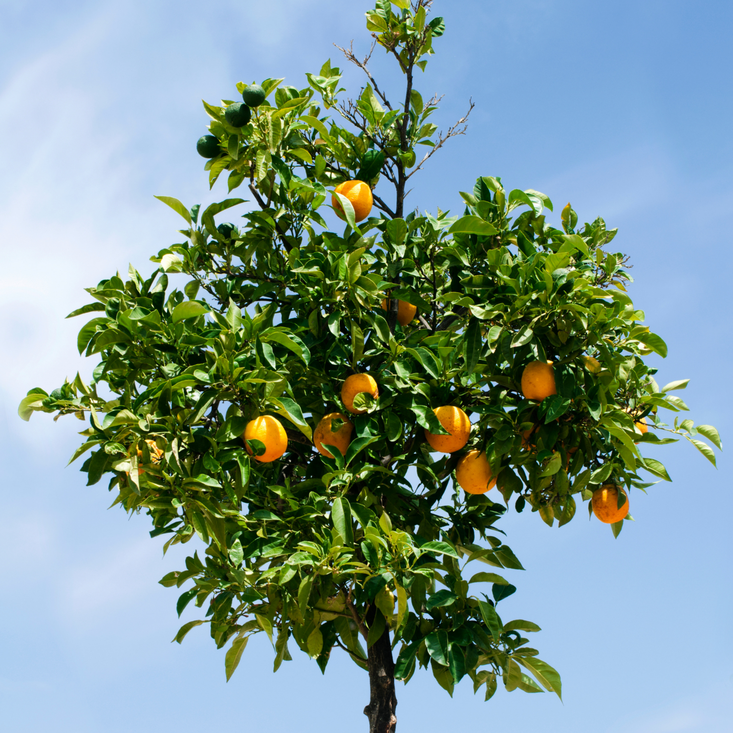 Arancio Navelina - Citrus sinensis &#39;Navelina&#39; - vaso 26 h120