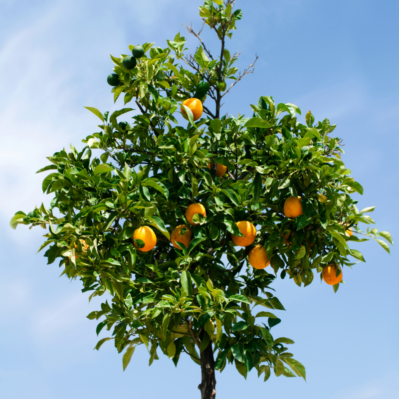 Arancio Navelina, Citrus sinensis &#39;Navelina&#39; - vaso Ø26 cm, h 120 cm