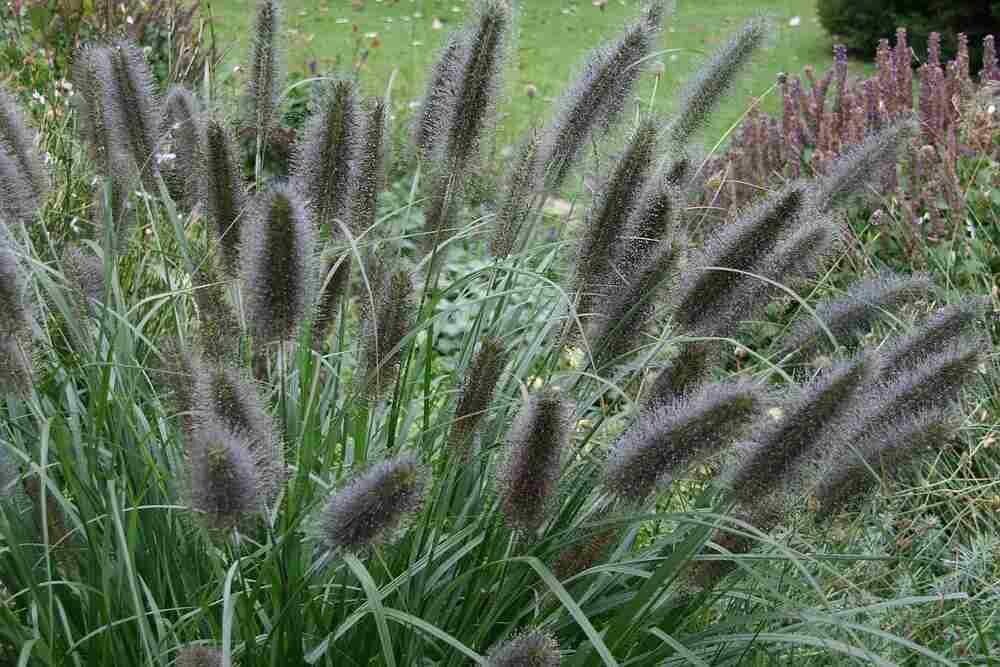 Pennisetum alopecuroides Black Beauty v17