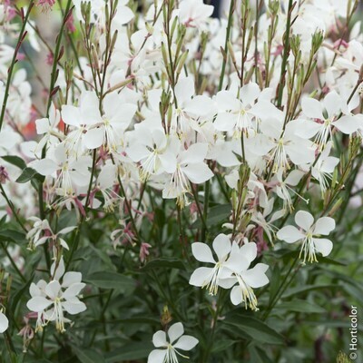 Gaura lindheimeri alba, Gaura bianca - vaso Ø9 cm