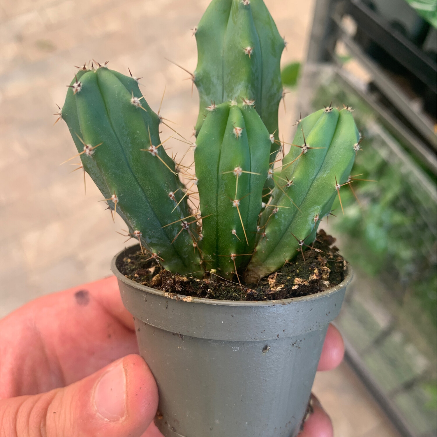 Myrtillocactus geometrizans - vaso Ø6 cm