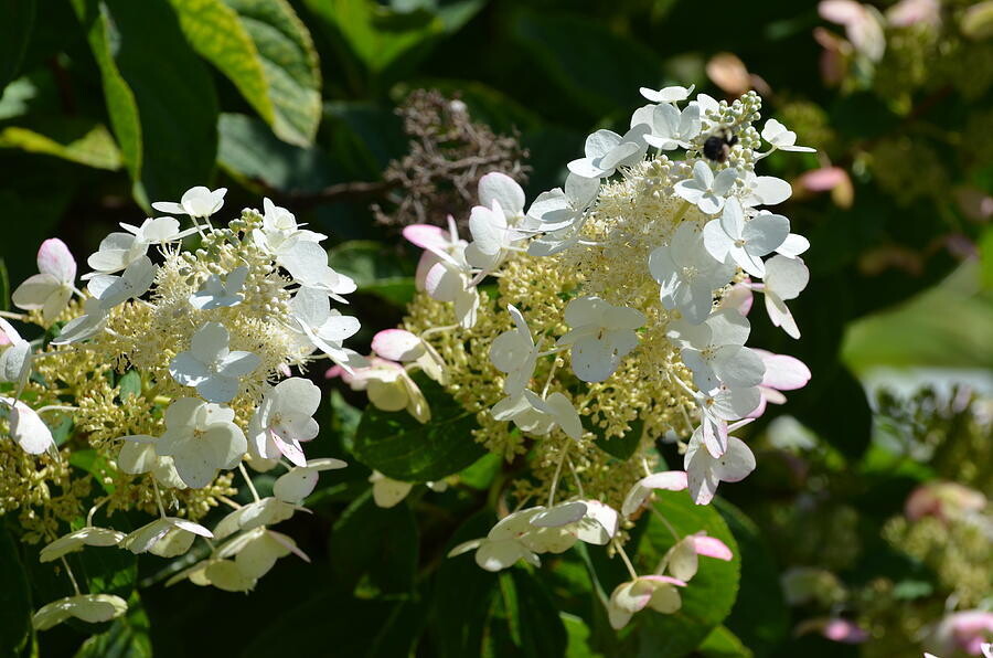Hydrangea paniculata &#39;White Diamond&#39;, Ortensia paniculata - vaso Ø24 cm (montec )