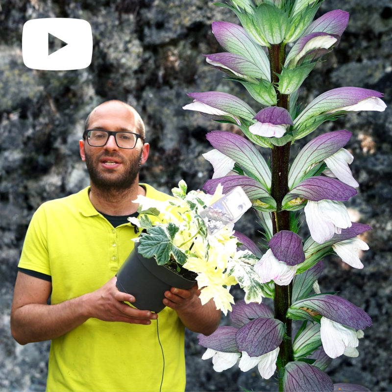 Acanthus mollis, Acanto - vaso Ø18 cm