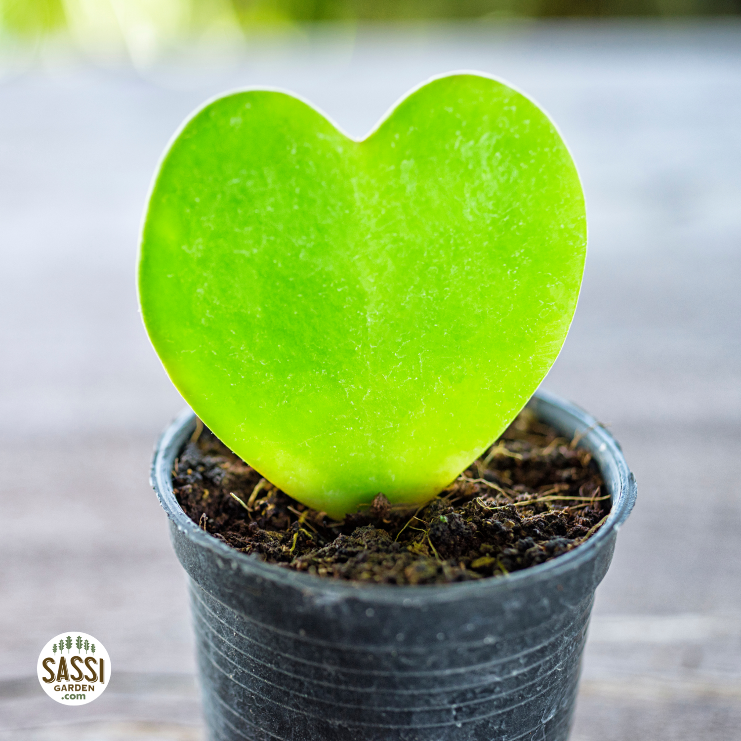 Hoya kerrii, Pianta del Cuore - vaso Ø6 cm