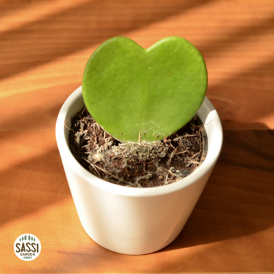 Hoya kerrii- vaso Ø6 cm Pianta del Cuore