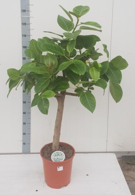 Ficus Altissima - vaso Ø27 cm, h 120 cm
