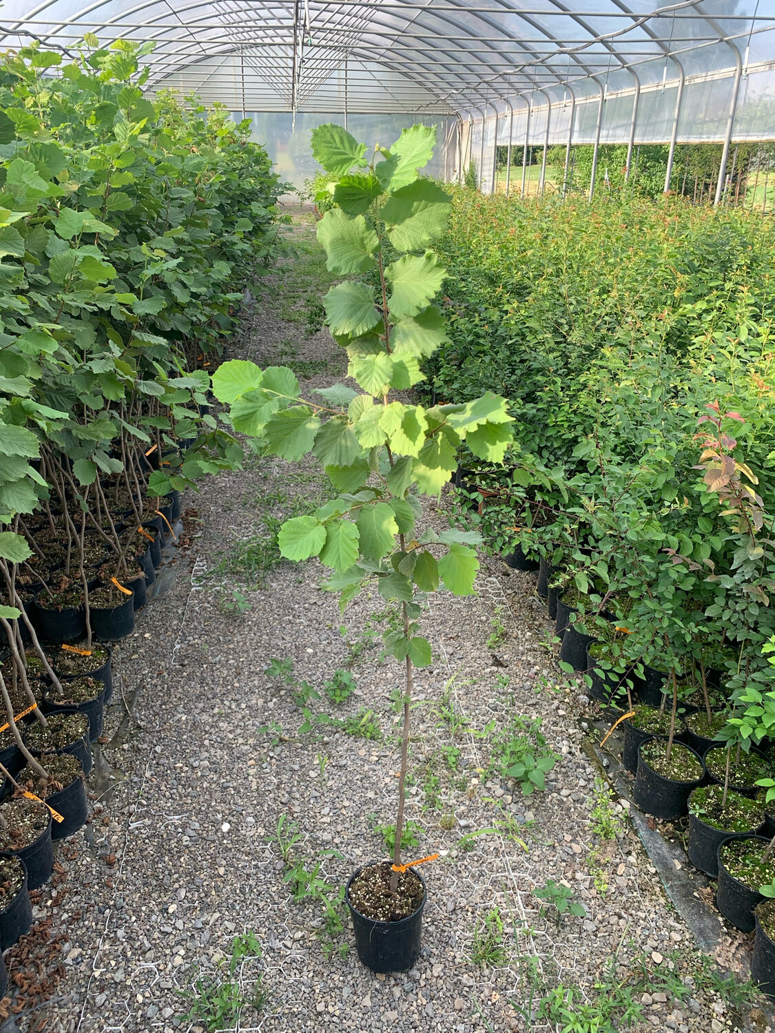 Corylus avellana, Nocciolo/Nocciola Selvatica - vaso 3 litri H 140cm