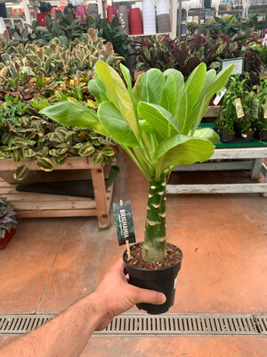 Brighamia Insignis Palma Hawaiana vaso 12 cm h 30