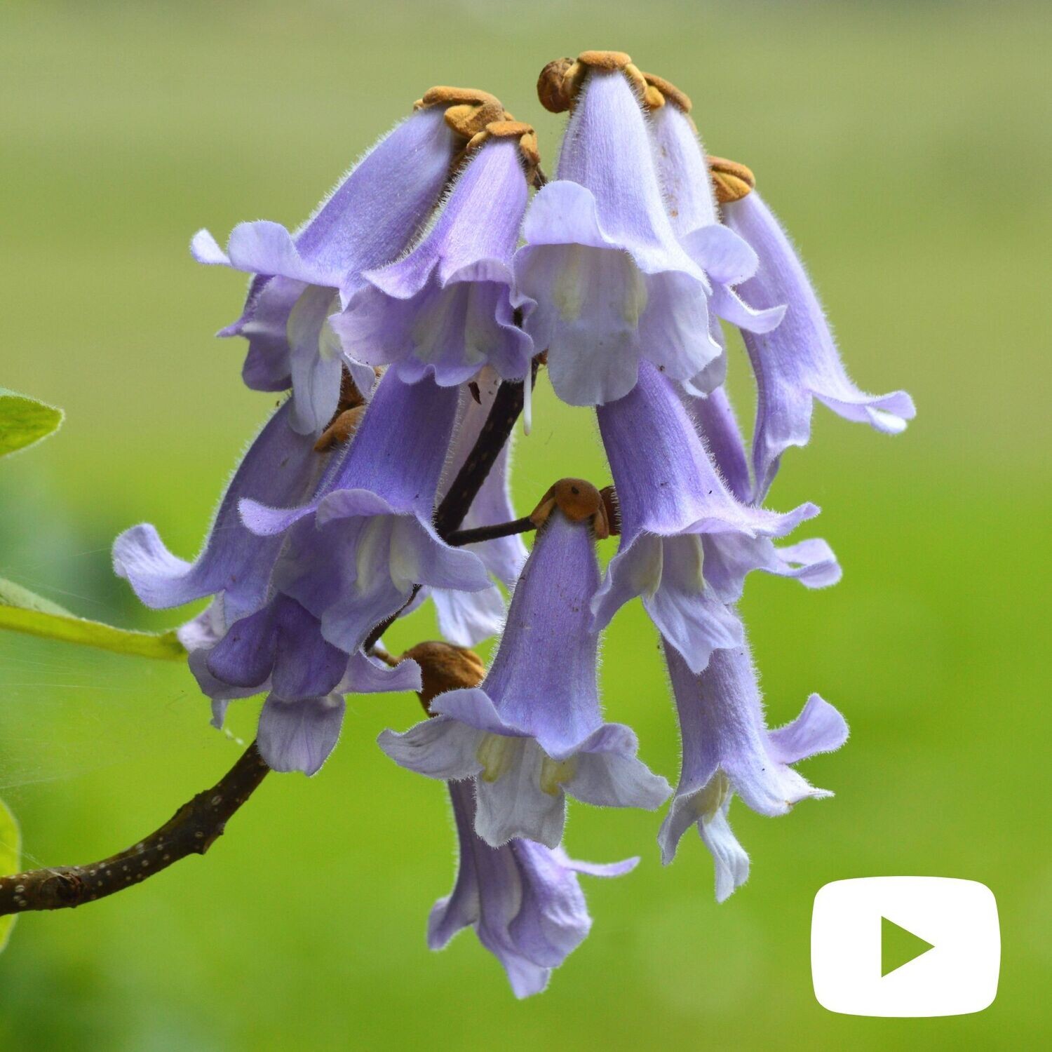 Paulownia Tomentosa LIGNIFICATA, Pawlonia, Paulonia, Albero dei fazzoletti, Albero imperiale - vaso Ø24 cm, h 60 TAGLIA PICCOLA LIGNIFICATA