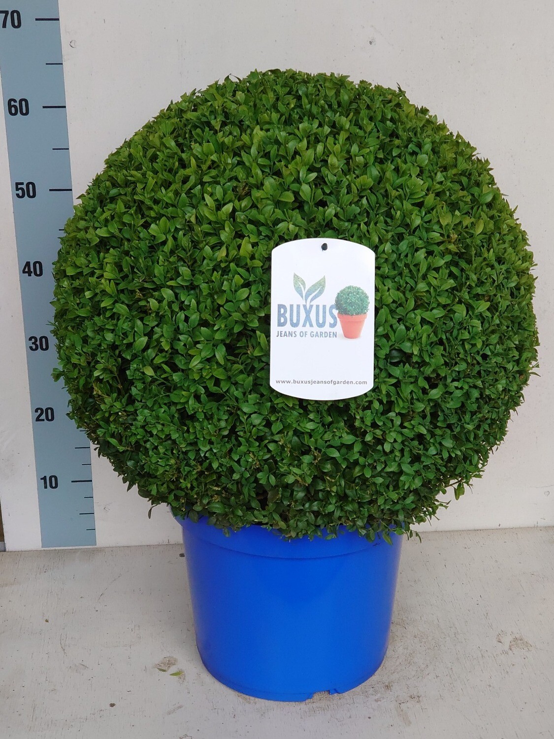 Buxus sempervirens - Bosso - vaso 30 chioma 44 cm