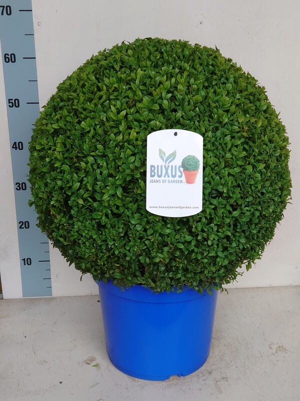 Buxus sempervirens, Bosso - vaso Ø30 cm chioma 44 cm