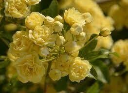 Rose Banksie Banksia Lutea (giallo-crema) v21  h 180