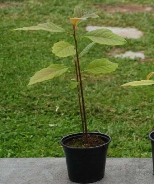 Avocado - Persea americana - vaso Ø14 cm - h 50 cm