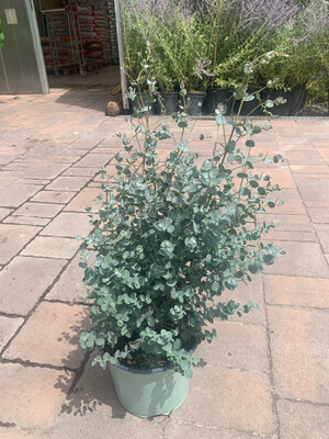 EUCALYPTO GUNNII / EUCALIPTO DEL SIDRO - Eucalyptus gunnii - v18