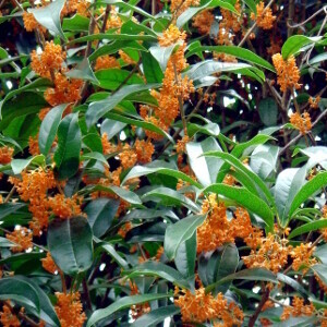 Osmanthus fragrans Aurantiacus - Olea fragrans Aurantiacus - vaso Ø24 cm, h 60/70 cm