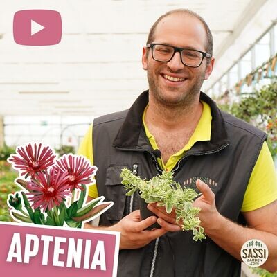 Aptenia cordifolia - vaso Ø14 cm foglia variegata fiore fucsia