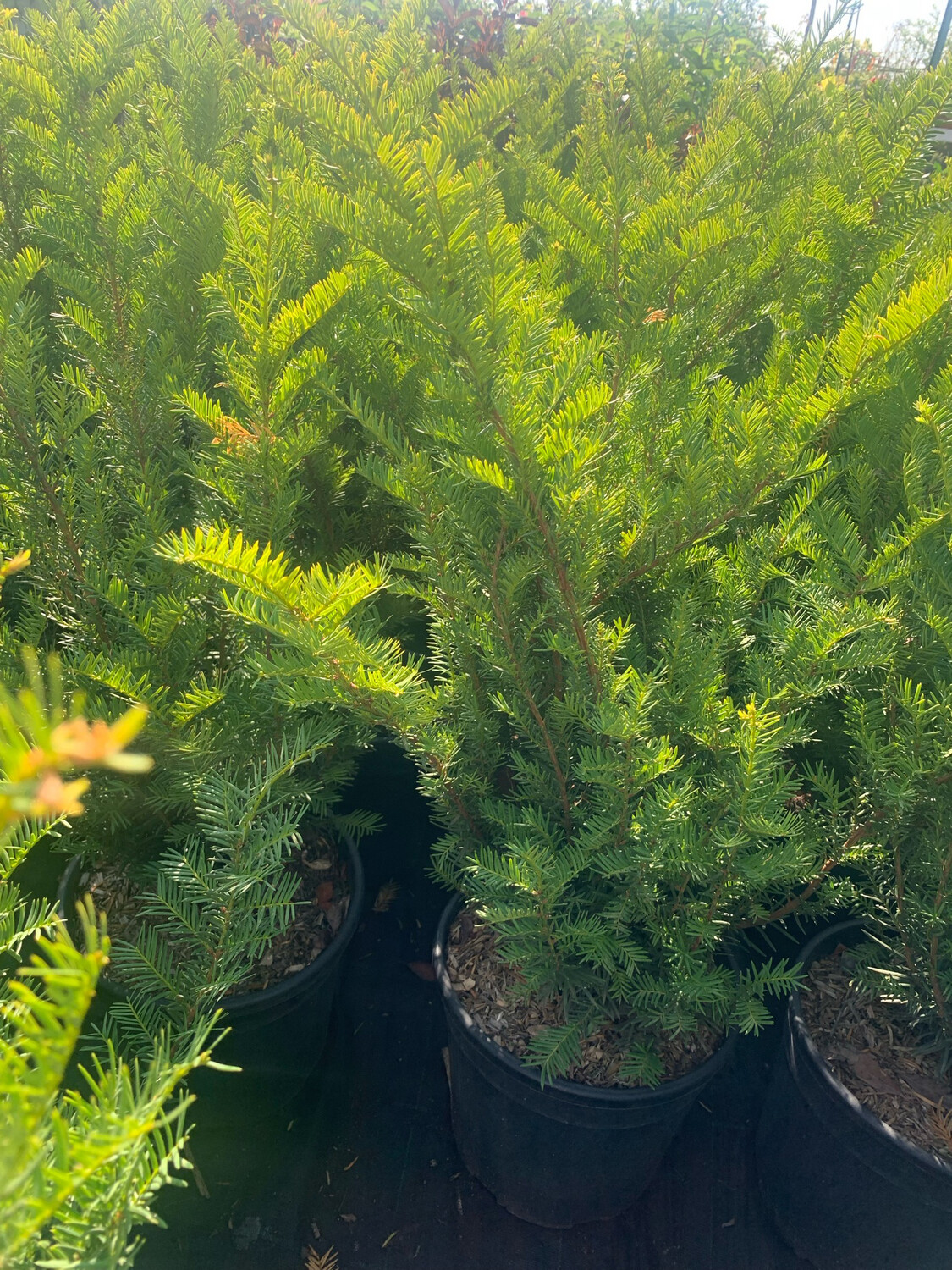 Tasso, Taxus baccata - vaso Ø24 cm, h 50-60 cm