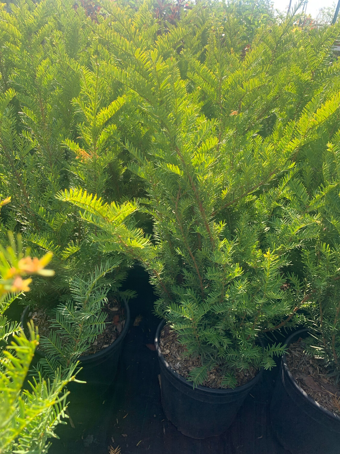 Tasso - Taxus baccata ' Fastigiata ' - vaso Ø 24 cm - h 50-60 cm