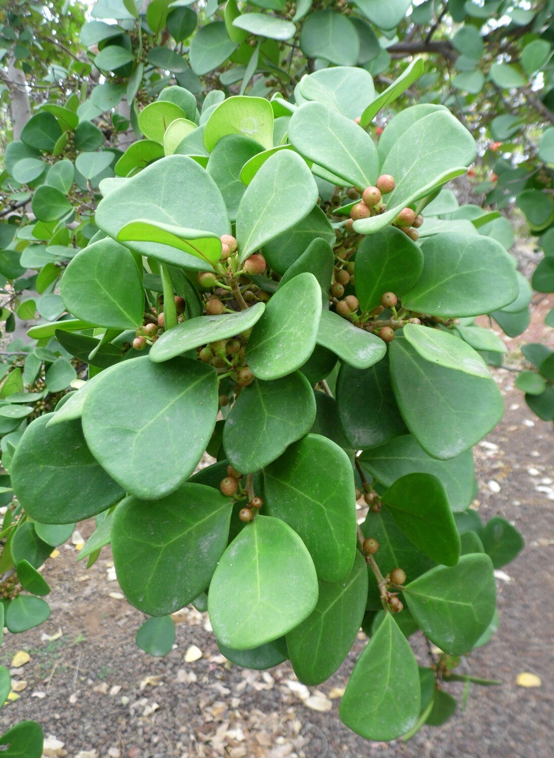 Ficus deltoidea- vaso Ø17 cm