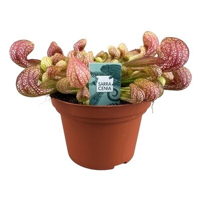 SARRACENIA CARNIVORA PSITTACINA vaso 12 cm