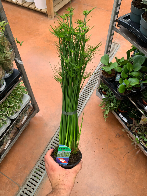Cyperus Papiro Haspan Nanissimo - vaso Ø 12cm