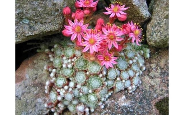 Sempreverdi, Sempervivum arachnoideum - vaso Ø10 cm