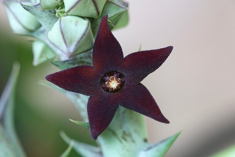 Stapelia Orbea Decaisneana - vaso Ø9 cm