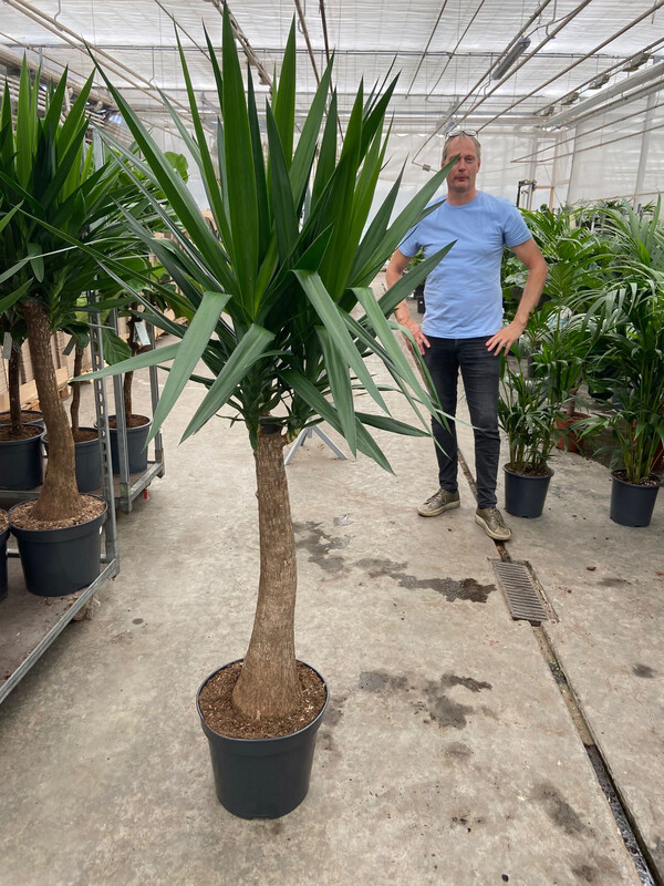 Yucca MAYA Tronchetto- Yucca elephantipes -vaso Ø28 cm 140 ( 150 incluso vaso)