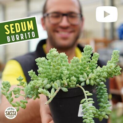 Coda d&#39;Asino, Sedum burrito - vaso Ø10 cm
