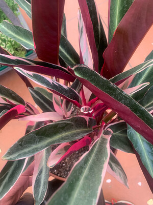 Stromanthe sanguinea 'Triostar' - vaso Ø14 cm Stromanthe sanguinea 'Triostar' - vaso Ø14 cm