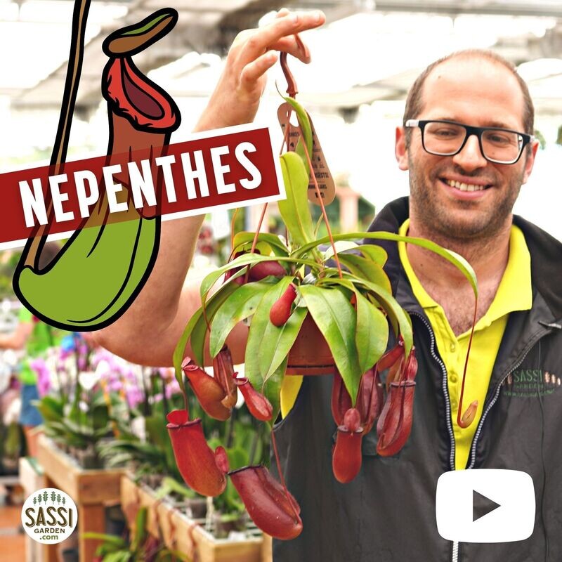 Nepenthes Alata &#39;Gaya&#39;, Nepenthes Carnivora, Pianta Brocca - basket Ø14 cm