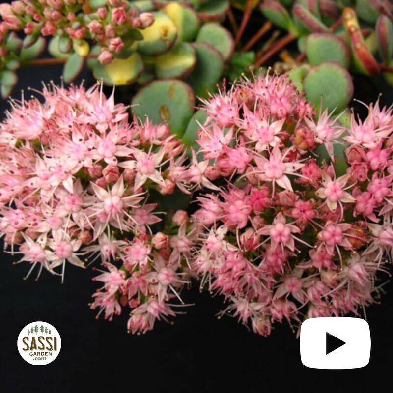 Erba Teresina, Sedum Sieboldii - vaso Ø12 cm