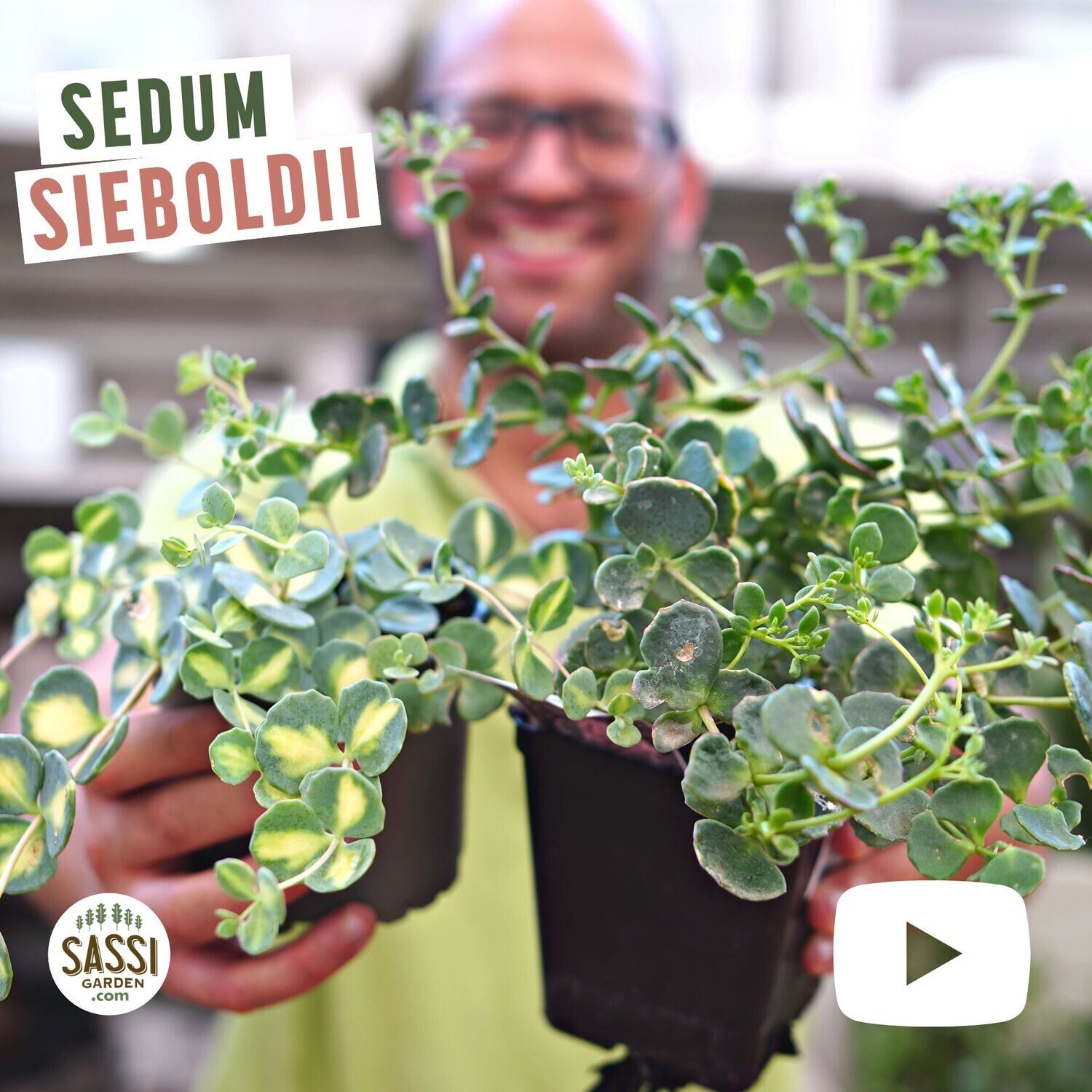 Sedum Sieboldii variegata, Erba Teresina, Santa Teresa, vaso 10 cm