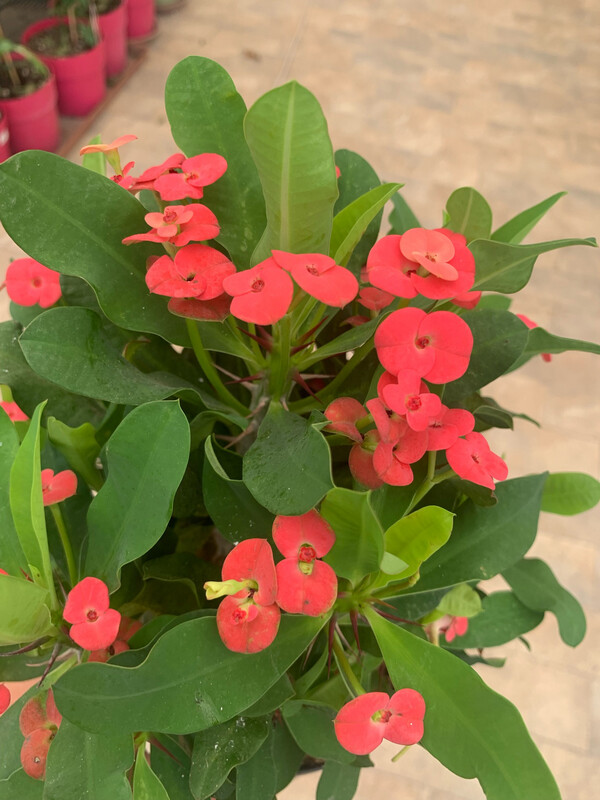 Euphorbia milii, Spina Christi, Spina di Cristo rossa - vaso Ø13 cm