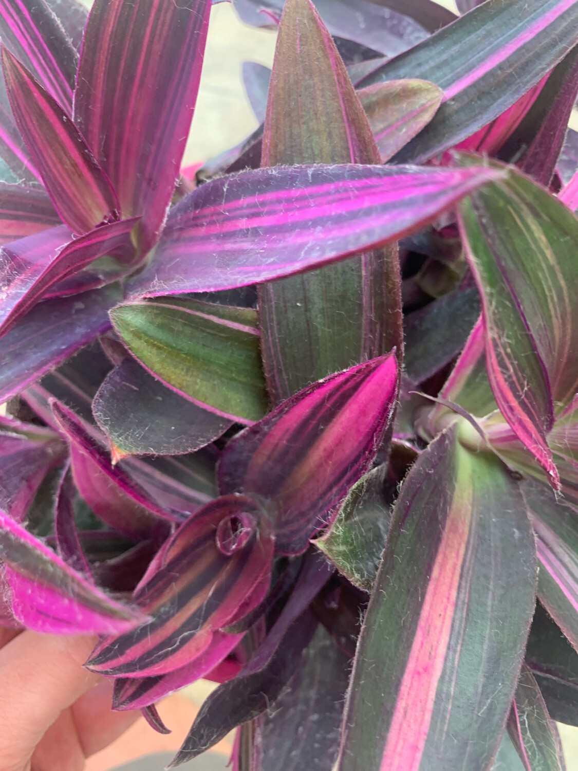 Tradescantia pallida Pink Stripes, Setcreasea purpurea variegata, erba miseria, Tradescanzia - vaso Ø20 cm