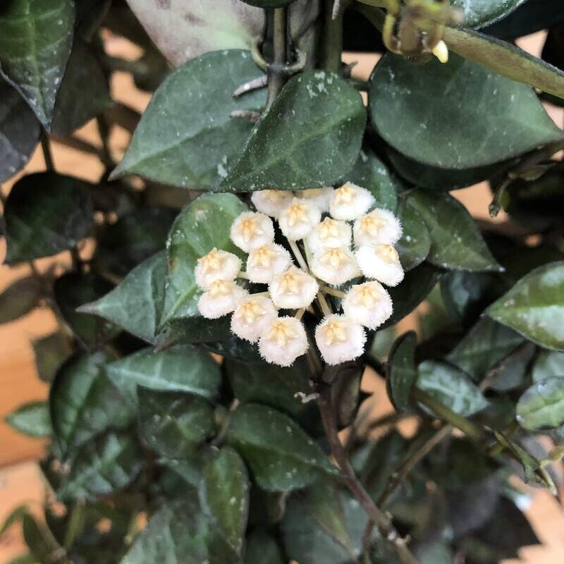 Hoya Krohniana Splash - vaso Ø6 cm Hoya Krohniana Splash - vaso Ø6 cm