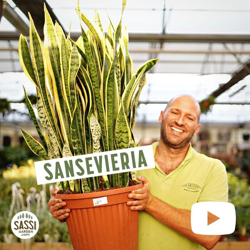 Sansevieria trifasciata &#39;Laurentii&#39;, Sansevieria Laurentii, Lingua di Suocera, Pianta serpente, Snake Plant - vaso Ø35 cm, h 75/80 cm